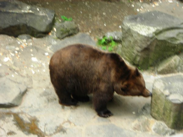 Bear Pit at Cesky Krumlov Castle