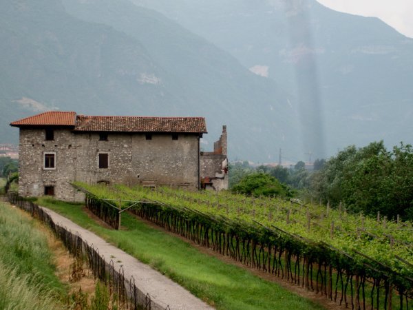 A cool Italian vineyard
