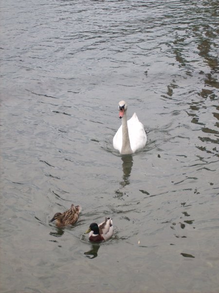 Swan on lake como 1