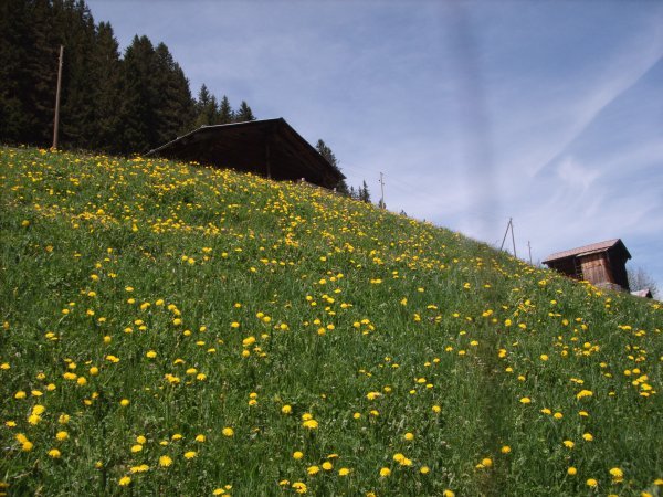 Wildflowers above gimmelwald