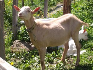 goat in gimmelwald