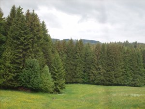 thick trees in the black forest