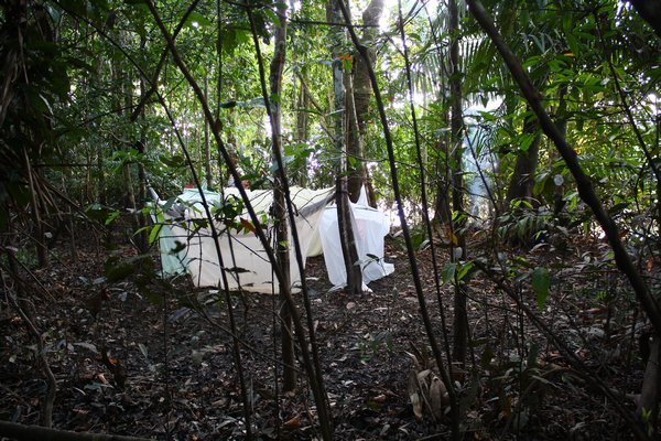 Jungle Campsite
