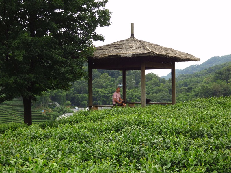 In the tea fields, LongJing