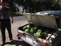 A Lada Full of Melons
