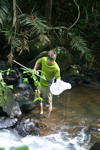 Aquatic insect survey in a mountain stream at Bukit Rengit