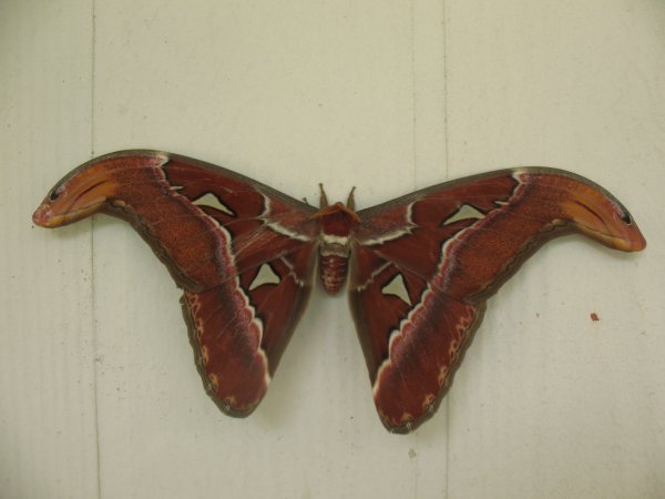 Atlas moth outside of our dorm