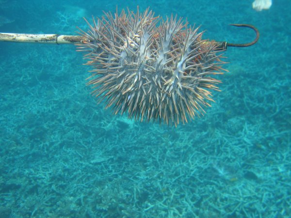 Collecting coral eating crown-of-thorns seastar