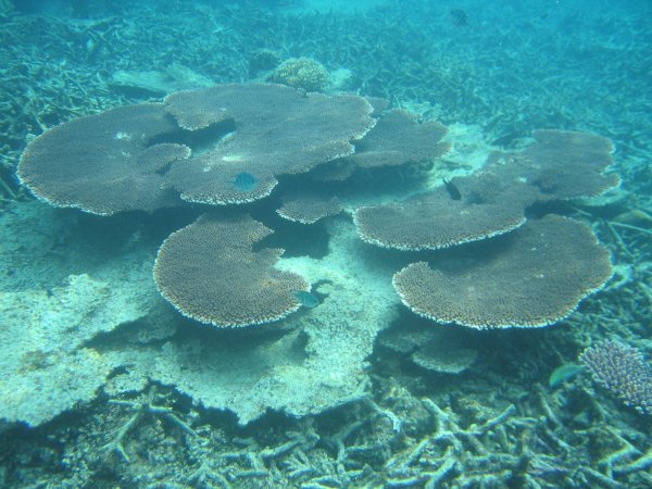 Large table corals