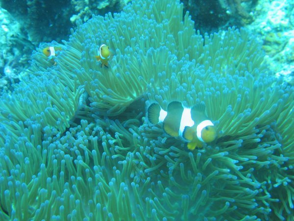Nemos aka false clown anemonefish