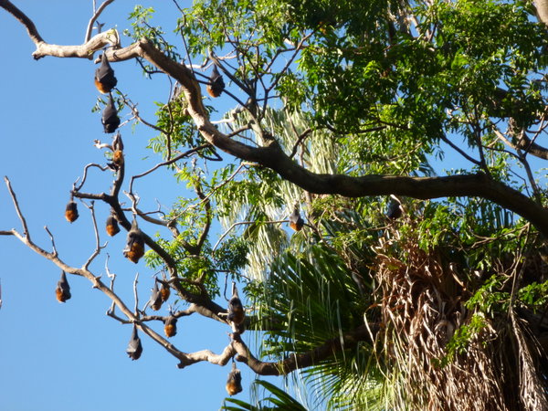 Grey-headed flying foxes at the Sydney Botanical Gardens