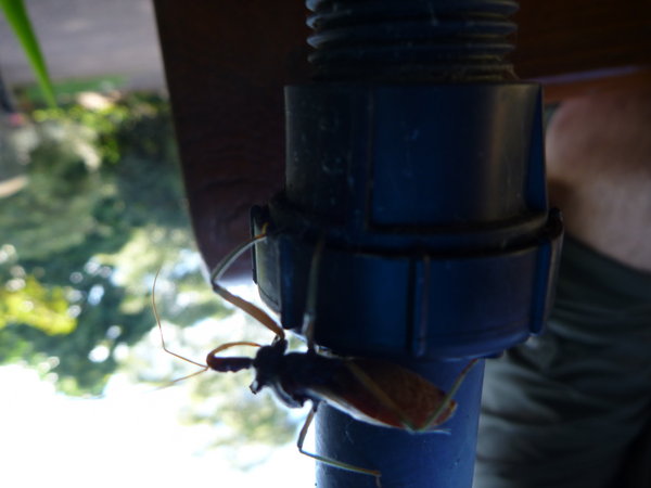 Assassin Bug - Check out that proboscis (Apparently can inflict a nasty bite)
