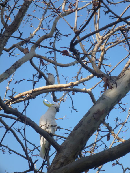 Kookaburra and a Sulphur-Crested Cockatoo