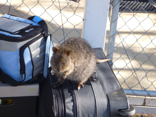 Quokka on some luggage. Nothing to eat there...