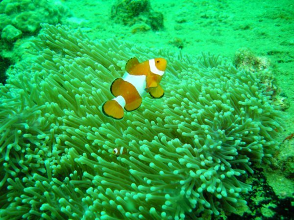 Subic marine life