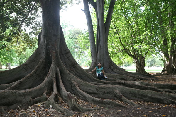 Incredible giant tree roots!