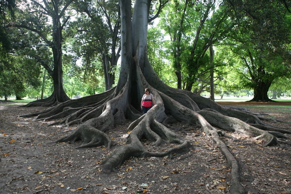 Tracy in the giant roots