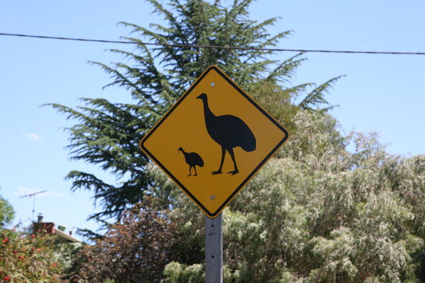 Emu crossing???