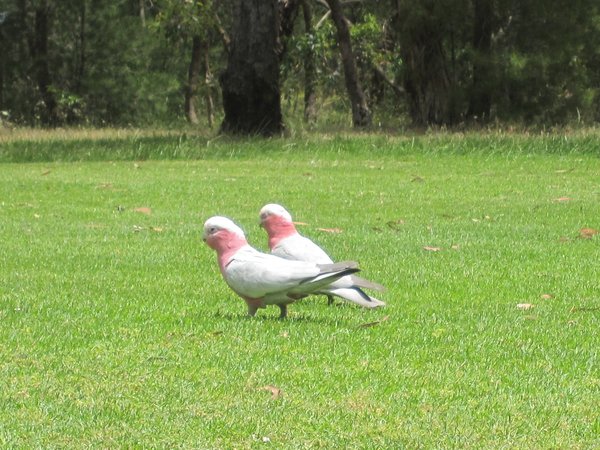 These birds are called galahs and were all over the course