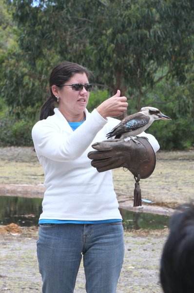 Me holding a kukabura at the birds of prey show