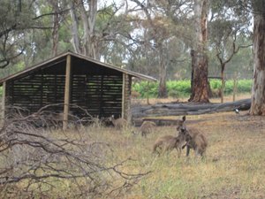 Rescued Kangaroos