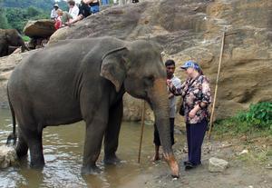 Touching an Elephant