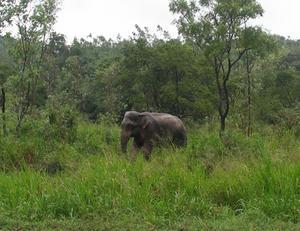An elephant near the road