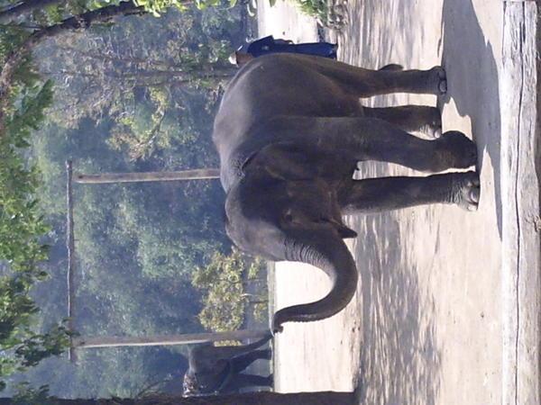 a happy elephant from chaing mai... kims camera