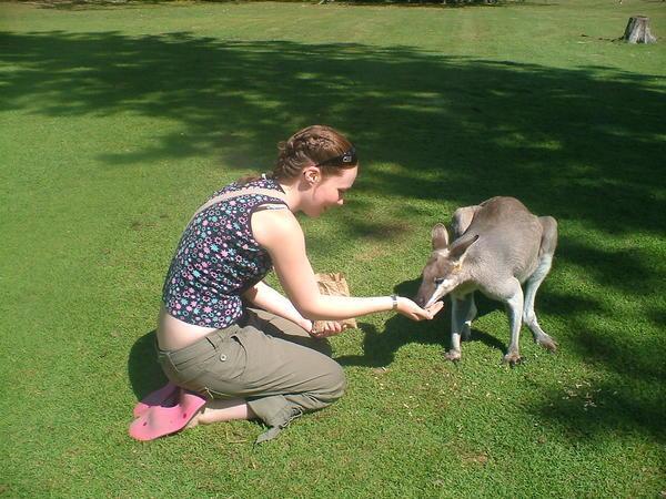 feeding a kangaroo at Lone Pine Koala Sanctuary