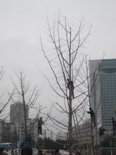 Men climbing trees