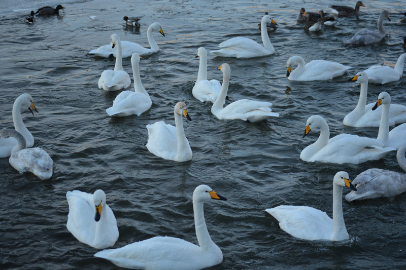 All them swans