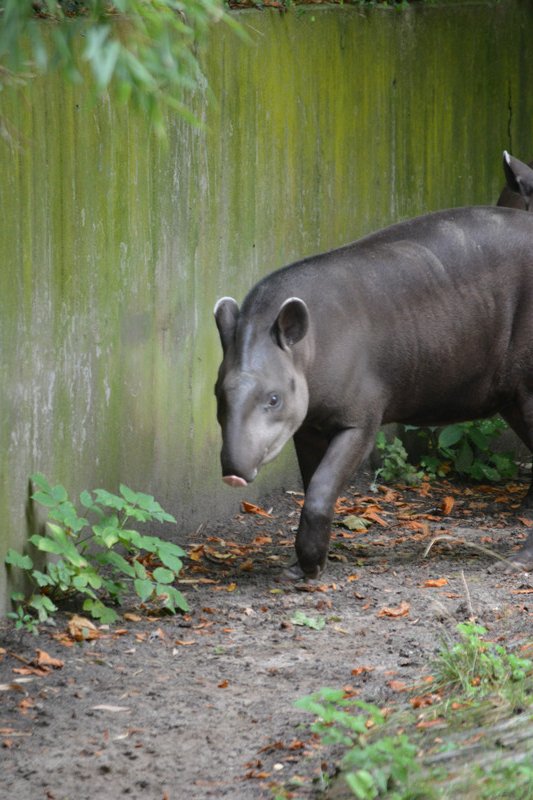 Tapir licking his nose