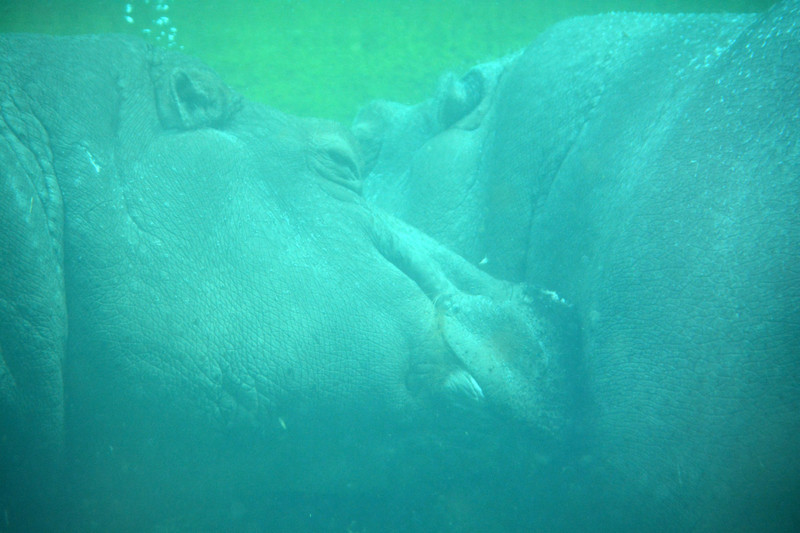 Hippos :)