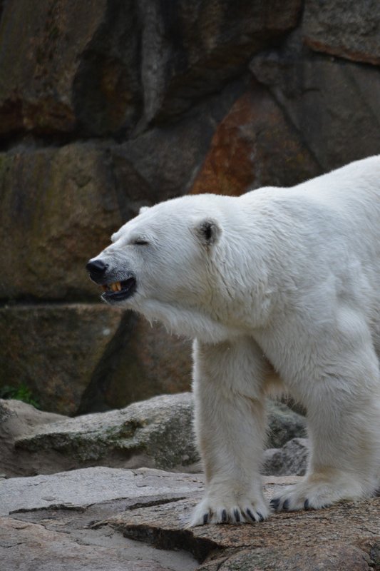 Polar bear in mid-sneeze