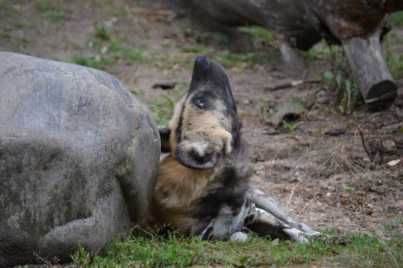 African Wild Dog giving a little stretch