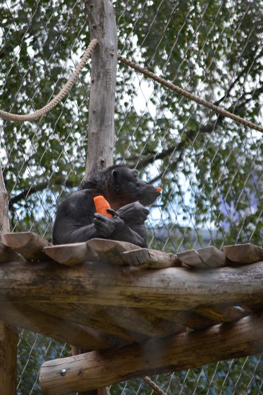 Chimp eating his sweet potato(?)