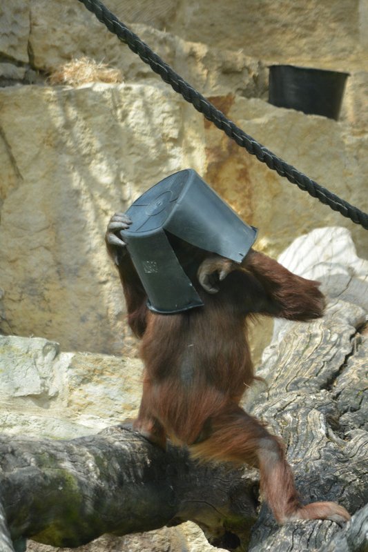 Bucket orangutang