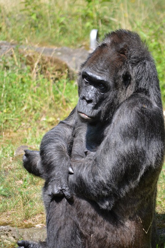 Gorilla = not impressed with his fans