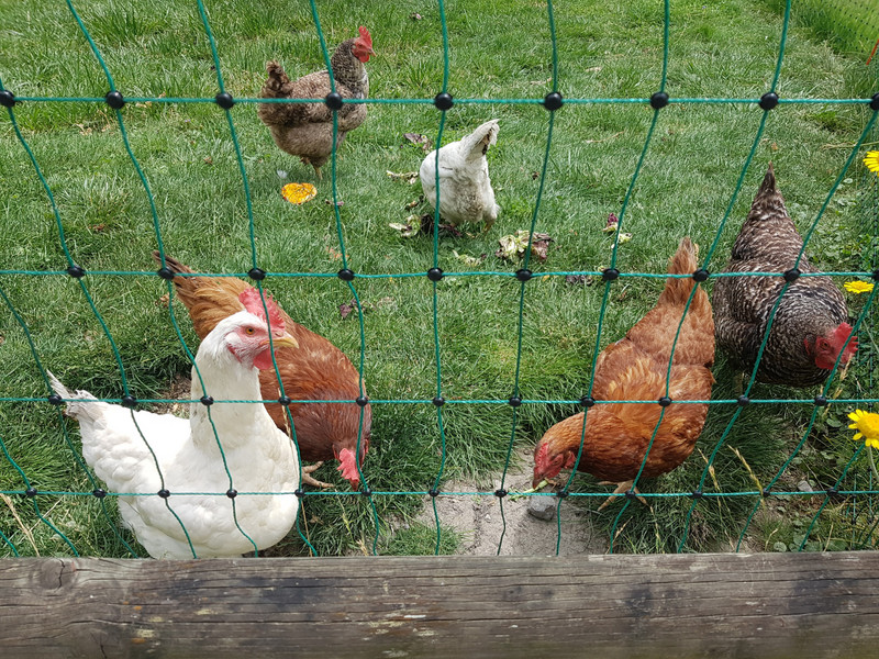 My new chicken friends
