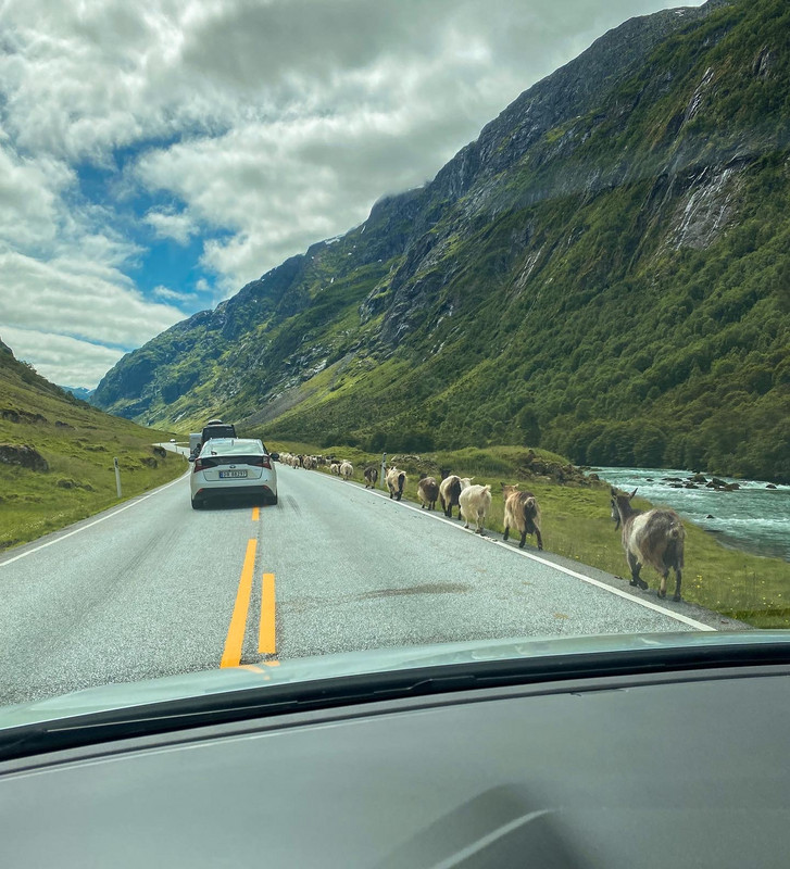 Mountain goat traffic 