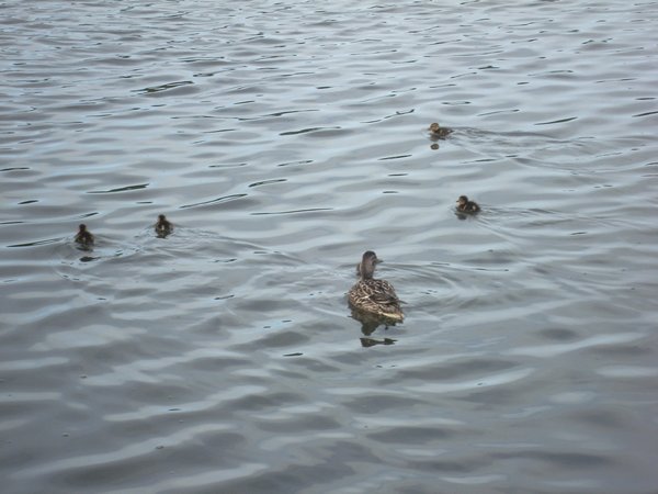 Duckies
