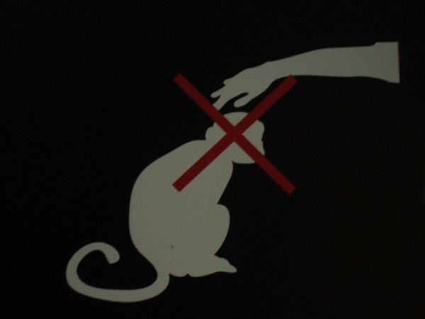 Do not pet the monkey