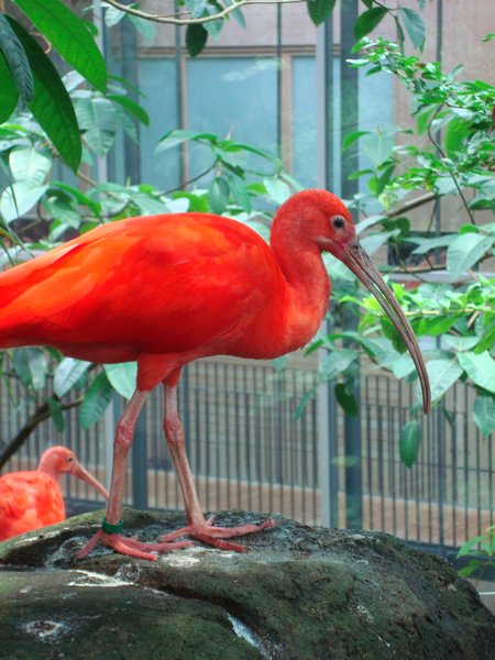 Bird in the "rainforest"