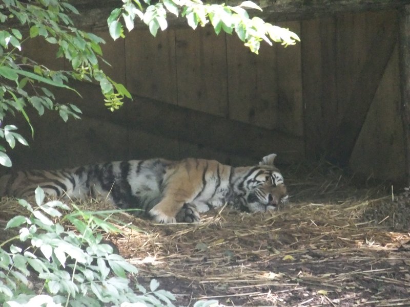 Sleepy tiger