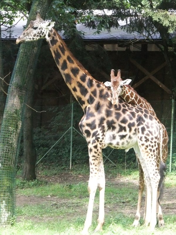 Mom/baby giraffe