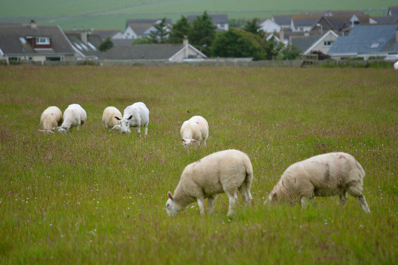 Field o'sheep