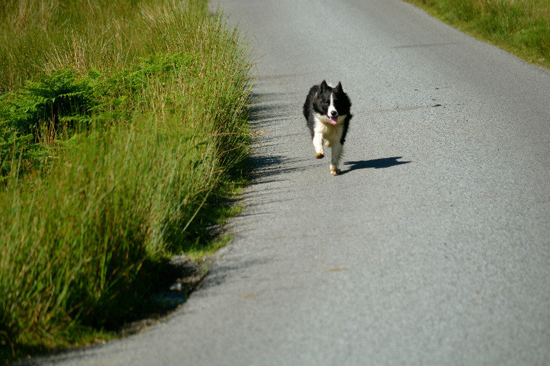 Border collie out of nowhere
