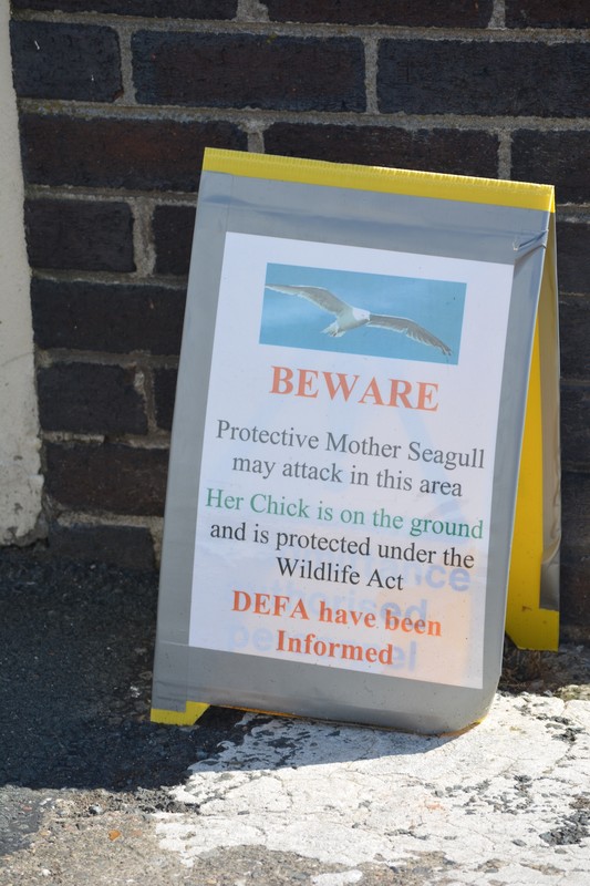 Beware seagull momma