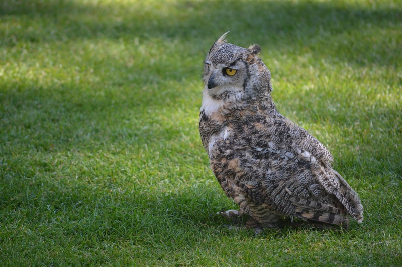 Great horned owl, ready to waddle