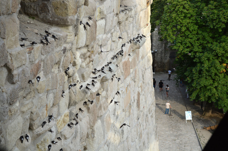 All the birds were perched on the wall